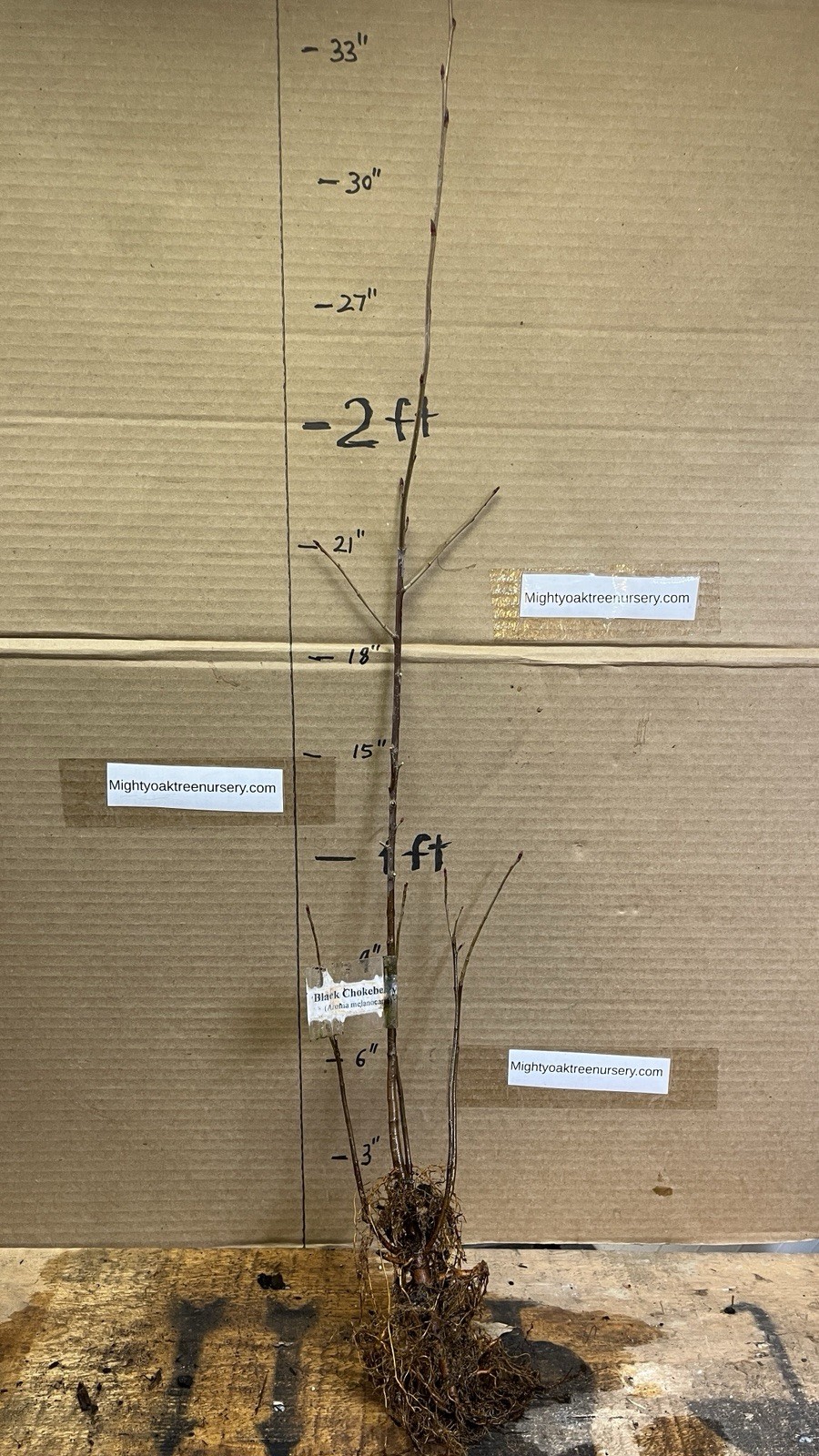 2-3 ft tall Viking Aronia melanocarpa – Black chokeberry, plant potted