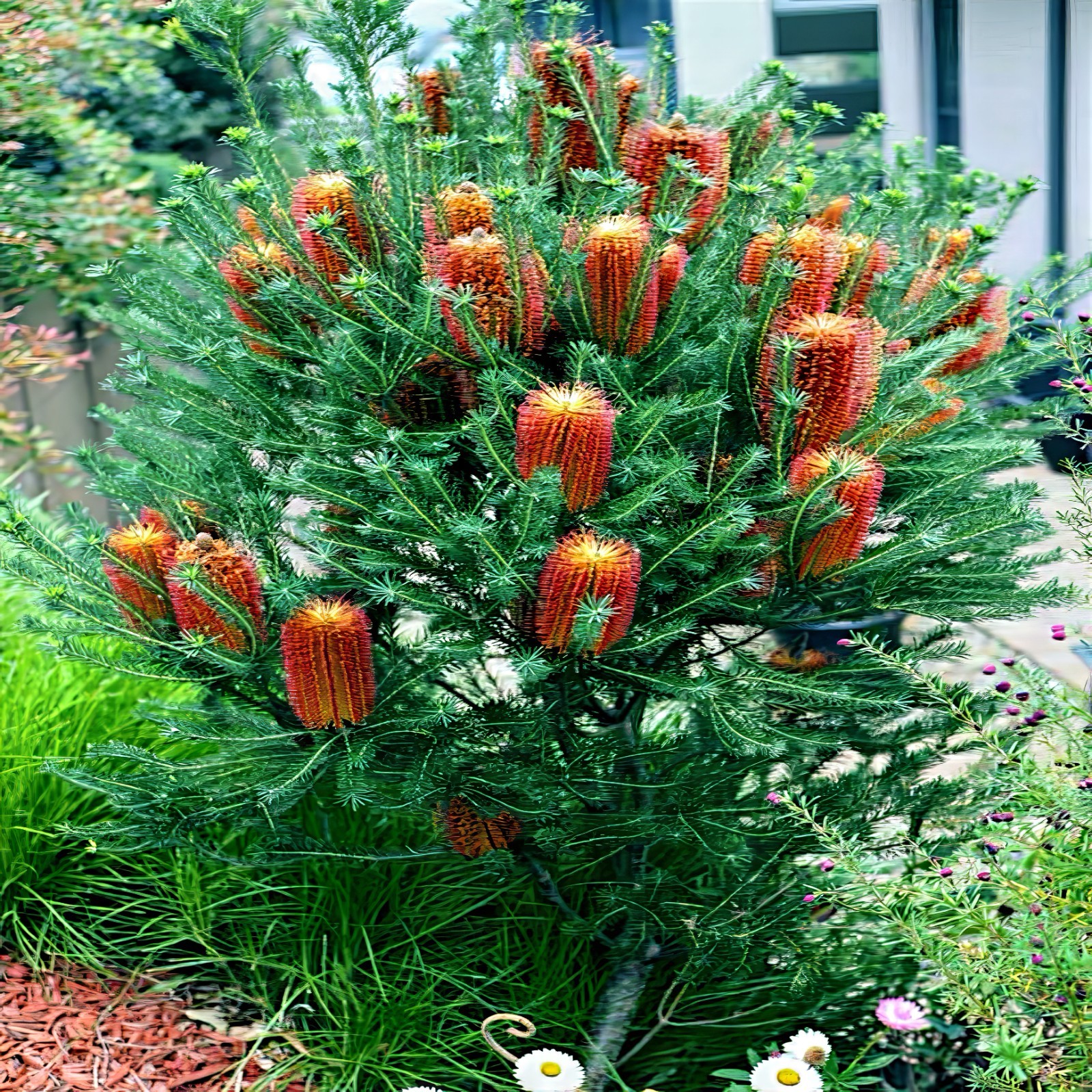 10 Lantern Banksia Tree Seeds “Fireworks” Exotic Flowering House Plant RARE