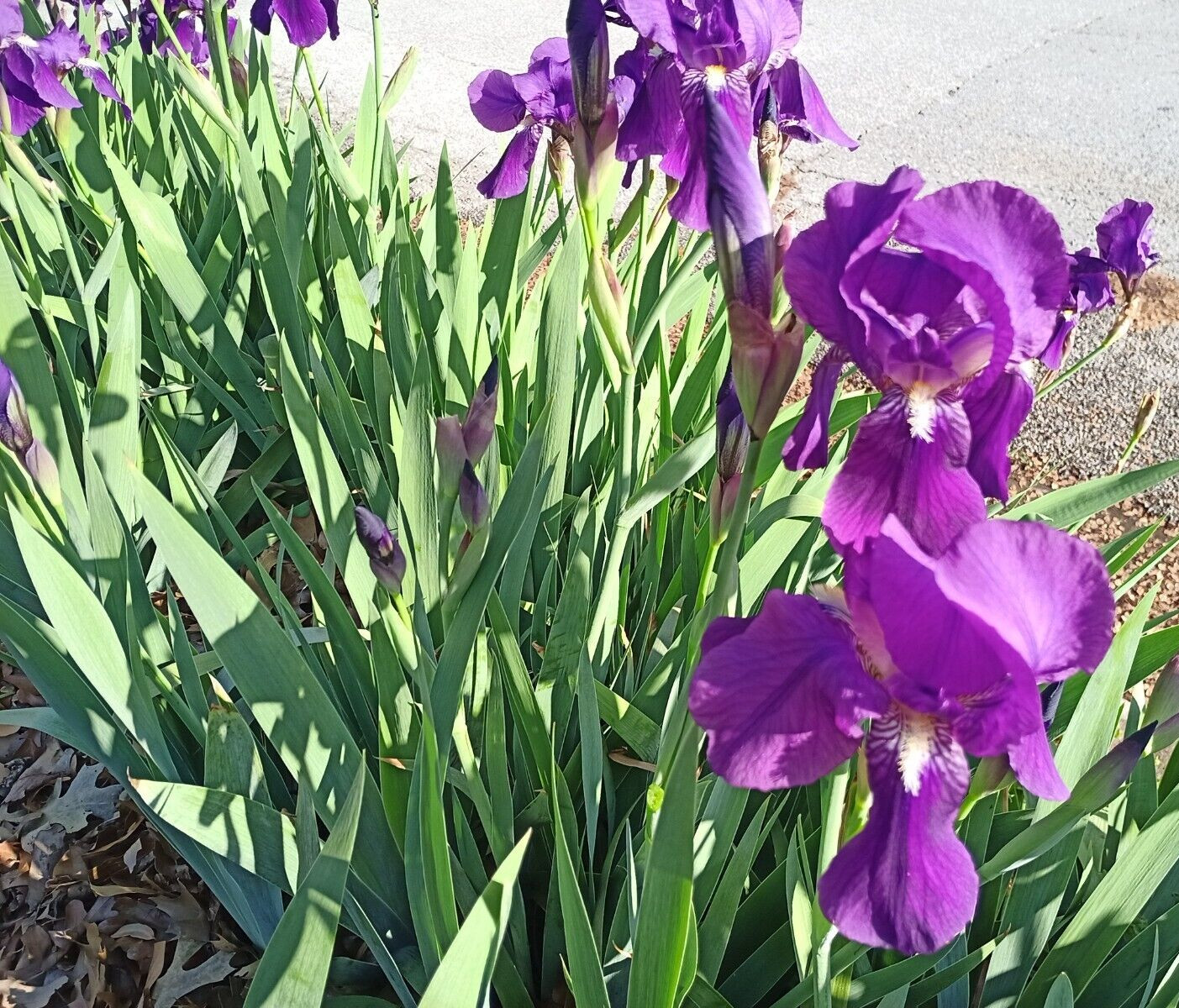 (10) TALL BEARDED IRIS RHIZOME LIVE ROOT GARDEN PLANTS SPRING PURPLE FLOWERS FUN