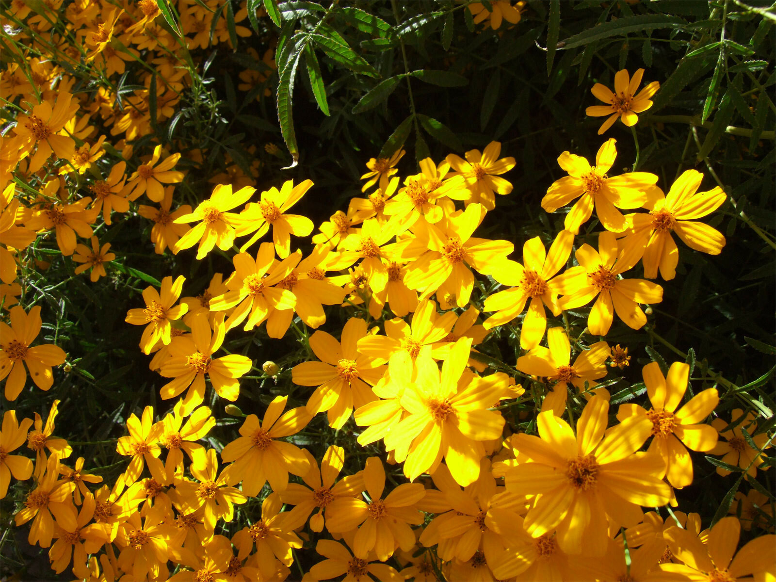 Tagetes lemmonii | Shrub Marigold | Mexican Bush | Mount Lemmon | 50_Seeds