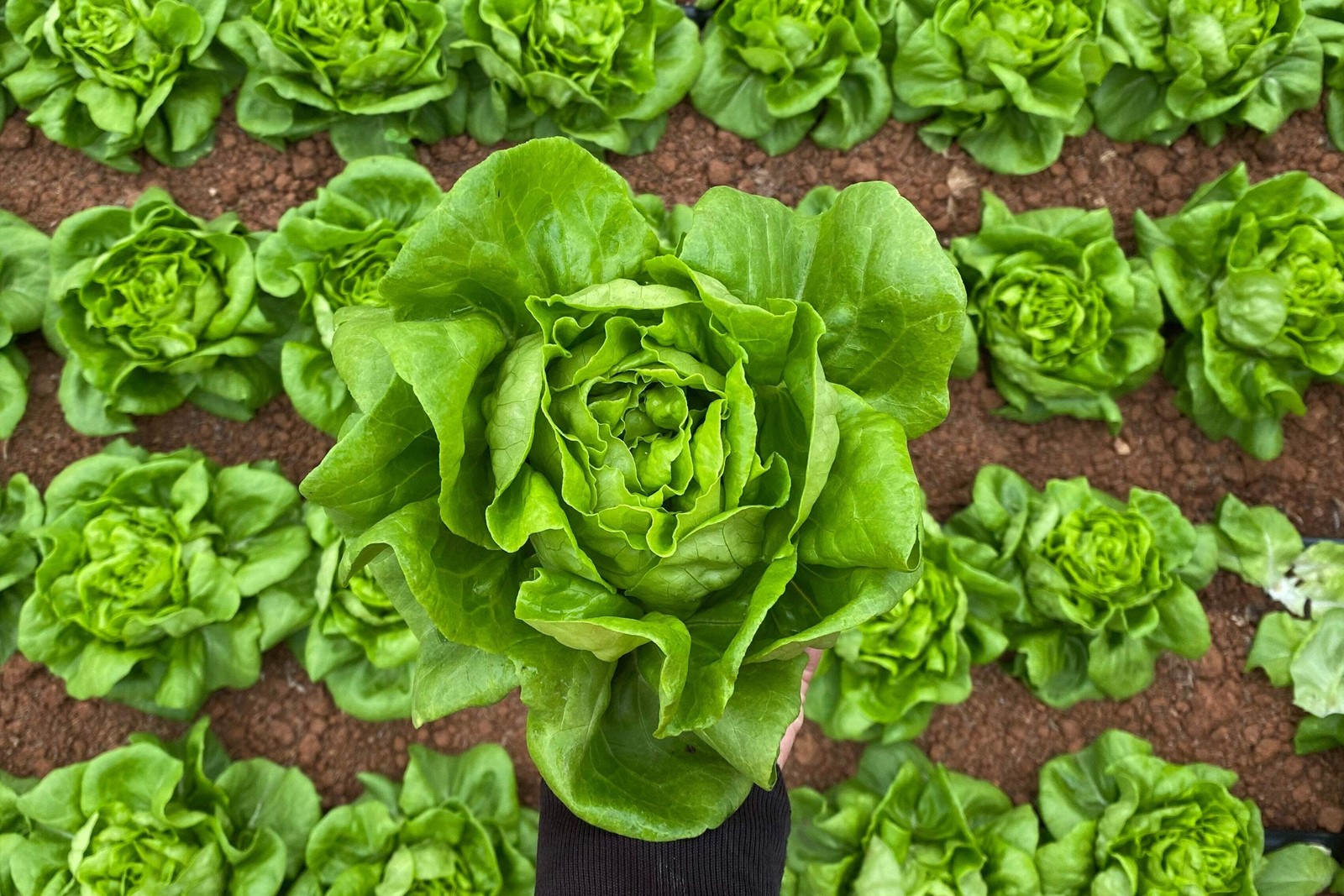 2000 BIBB LETTUCE (Limestone Lettuce) Lactuca Sativa Vegetable Seeds