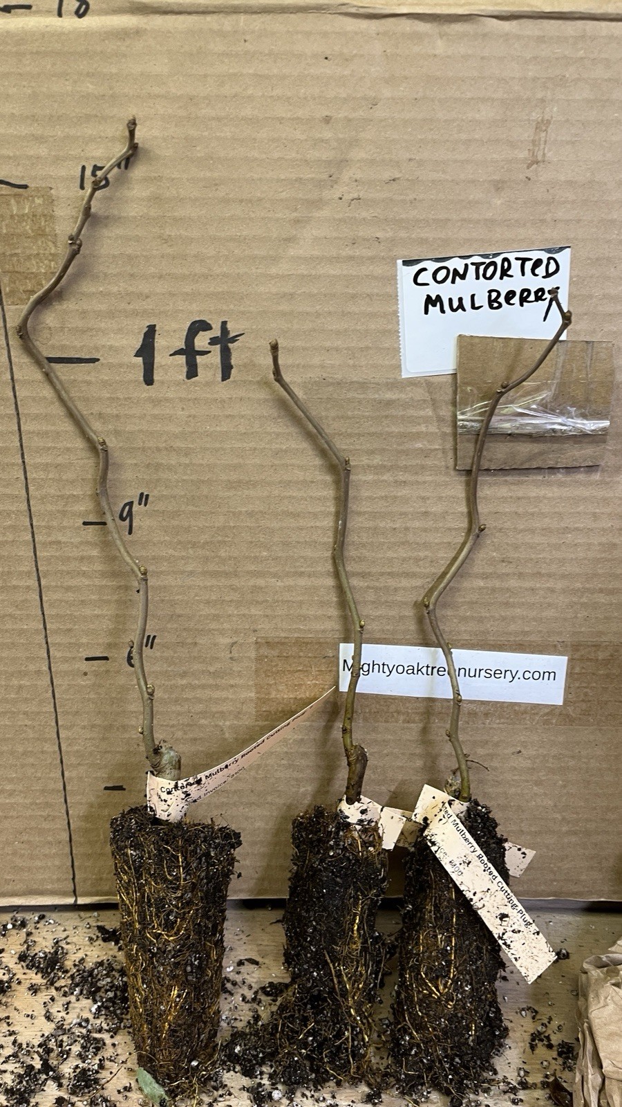 Contorted Mulberry 6-12 inches tall bareroot rare twisted plant
