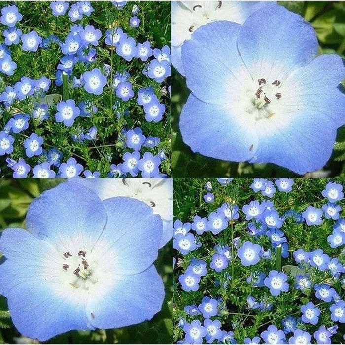 500+ BABY BLUE EYES SEEDS —- GROUNDCOVER — WILDFLOWER — DROUGHT TOLERANT