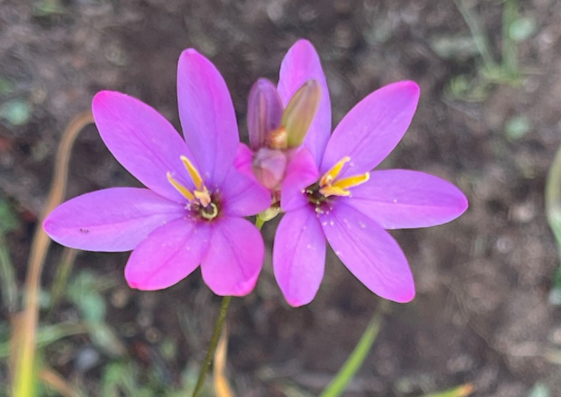 Bulbs C, CHOOSE 2: Ixia curta, longituba, maculata, etc., more