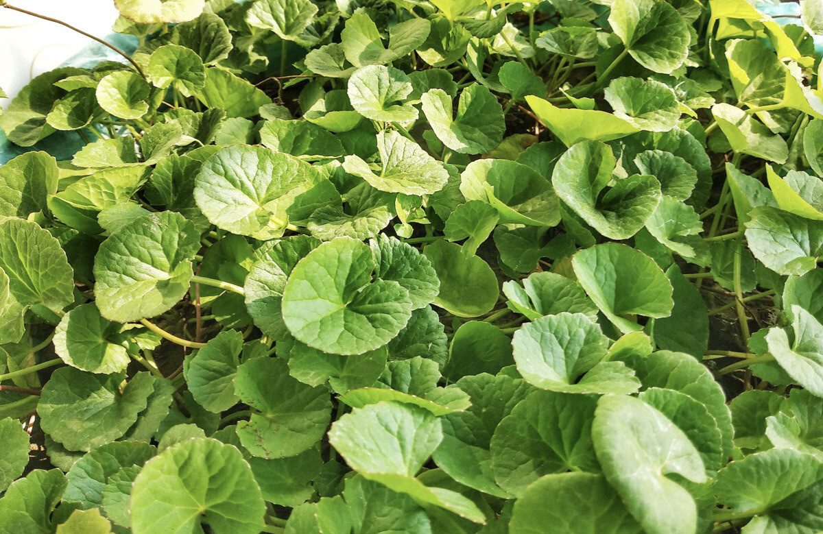 25 Gotu Kola Centella Asiatica Live Plant- Rau Ma Indian Pennywort Live Plant