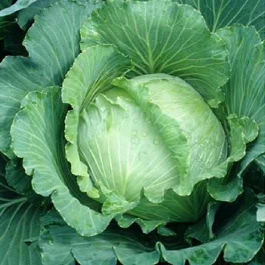 1000 Cabbage All Seasons Seeds Suitable for spring, summer and fall gardens!