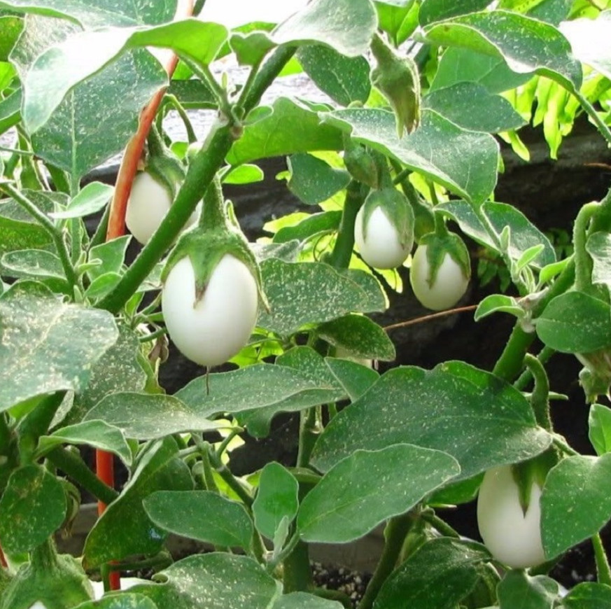 White Mini Round Eggplant Seeds – 0.5g per Pack – Vegetable – Cà Pháo Trắng