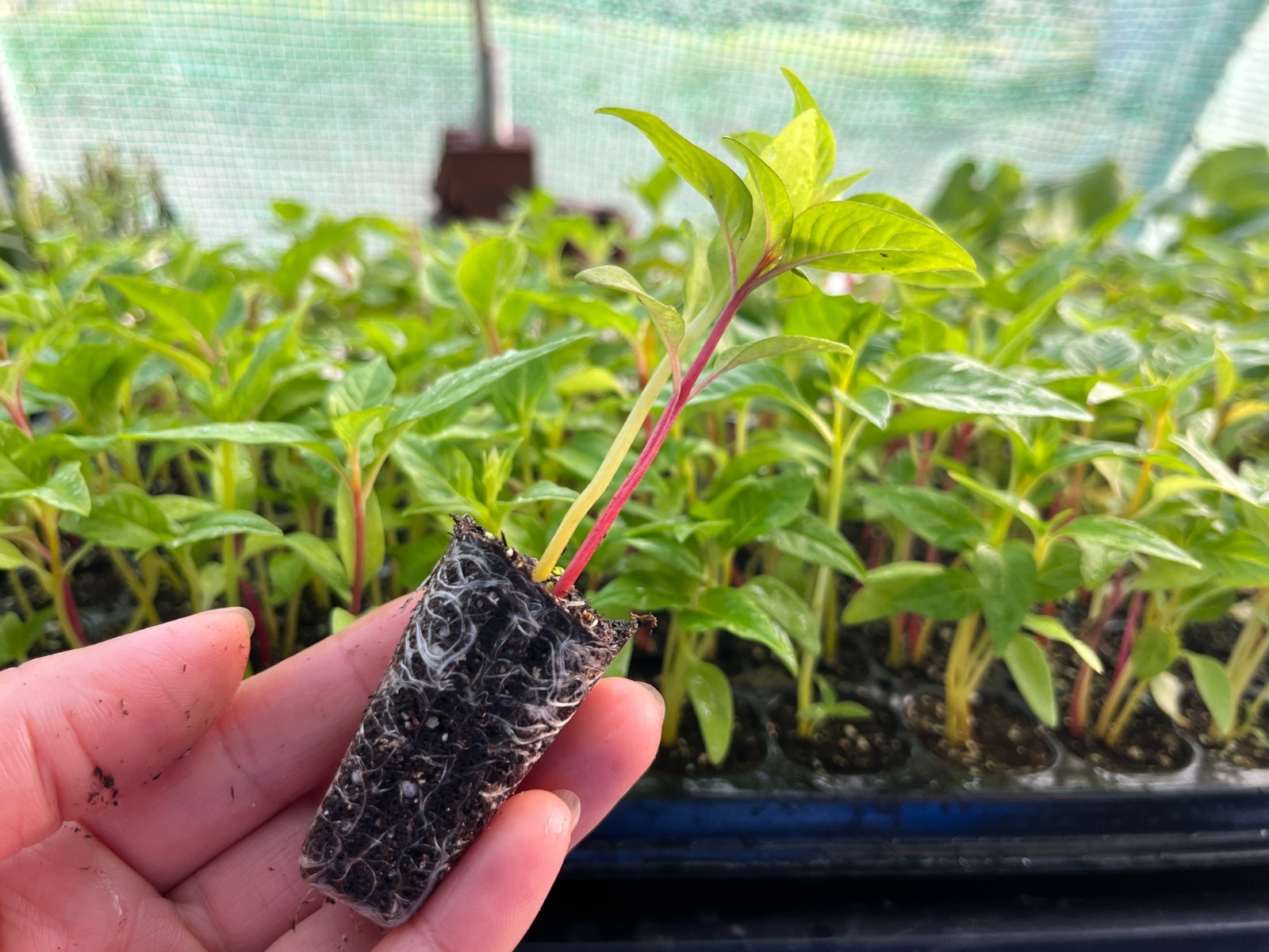 Celosia ‘Supercrest Mix’ Live Plant – Well-rooted Plug Ready to Grow