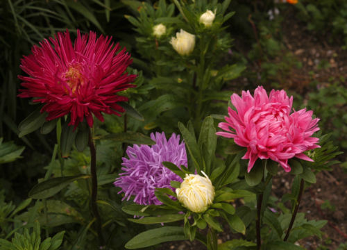 aster, POWDER PUFF MIX CHINA ASTER easy to grow cut flower, 375 seeds! groco USA