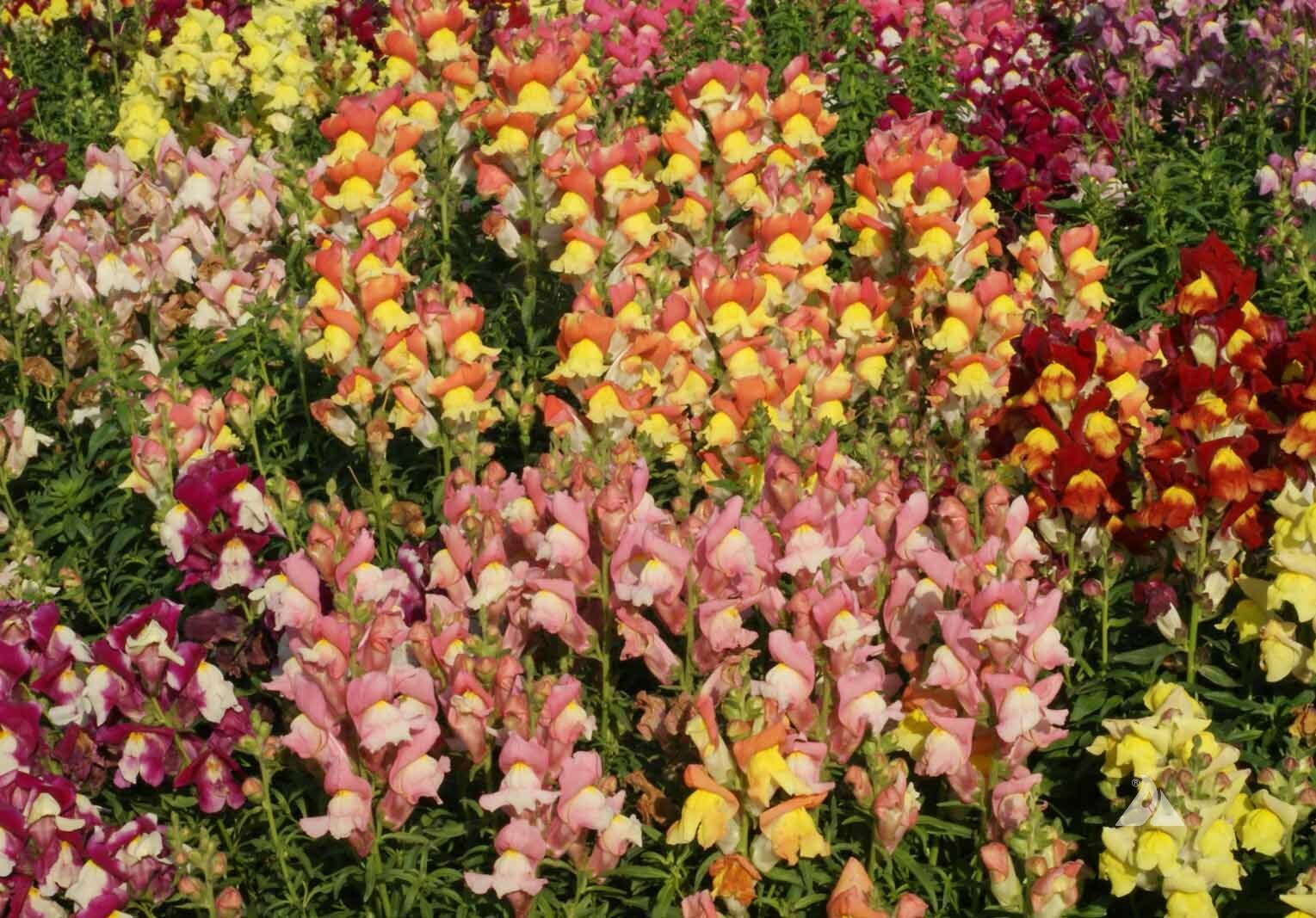 Snapdragon TETRA MIX SemiDwarf MultiColored Blooms Butterflies Non-GMO 500 Seeds