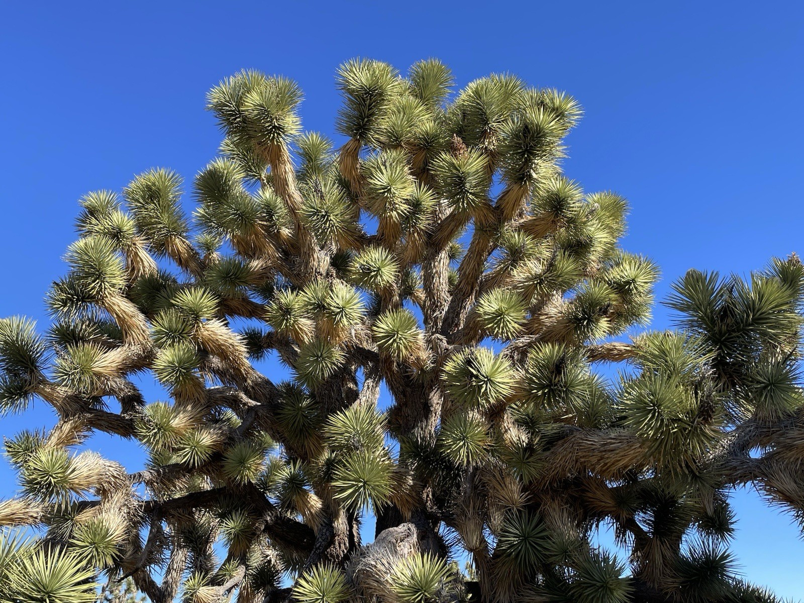 400 Joshua Tree seeds – Mojave Desert 2024 Harvest (Tested)