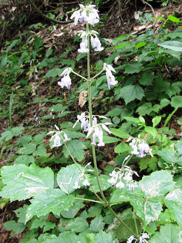 Clematis stans | Asian Clematis | Kusabotan | 5 Seeds
