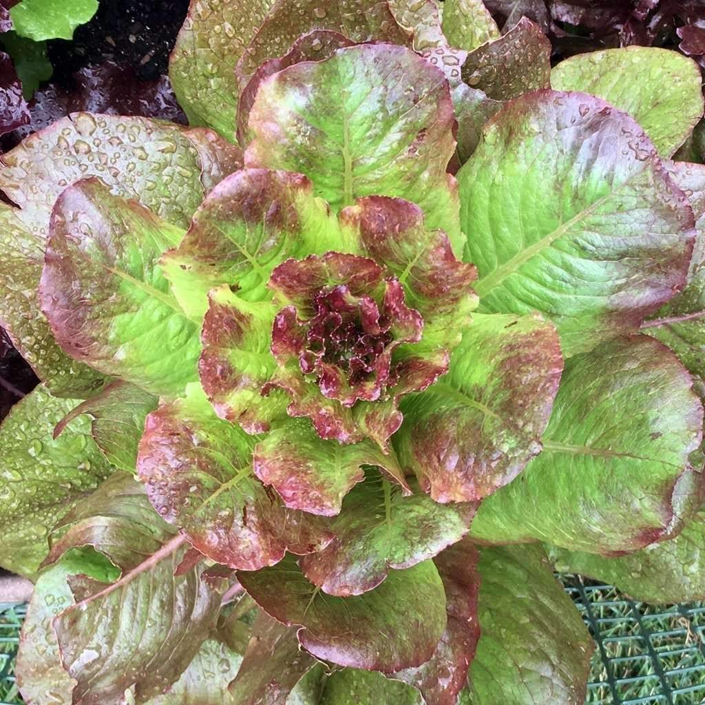 601+ROUGE DE HIVER Lettuce Seed Organic French Greens Vegetable Garden Container