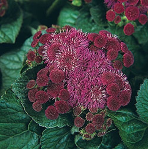 50+ WINE COLORED AGERATUM FLOWER SEEDS / SELF SEEDING ANNUAL