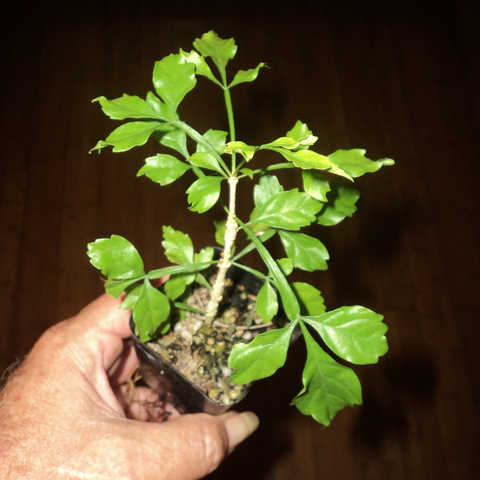 ~Guajilote~ Parmentiera Aculeata CUCUMBER FRUIT Tree Live Sml Potd Starter Plant