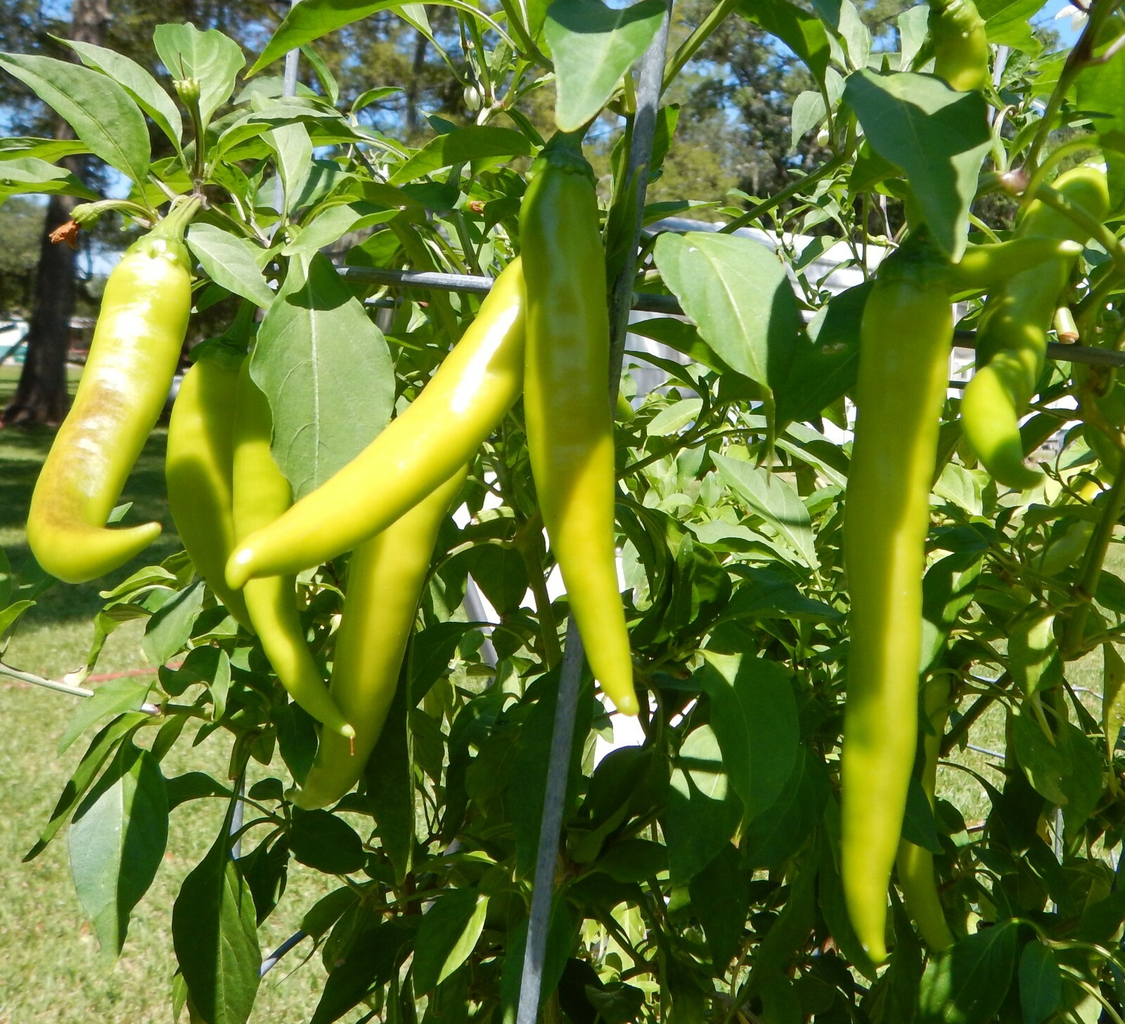 SINIGANG GREEN FINGER SILI HABA PEPPER SEEDS FILIPINO PHILIPPINES 25 PER PACK 