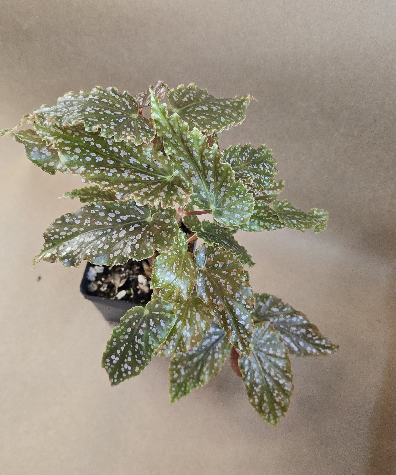 Begonia Peanut Brittle