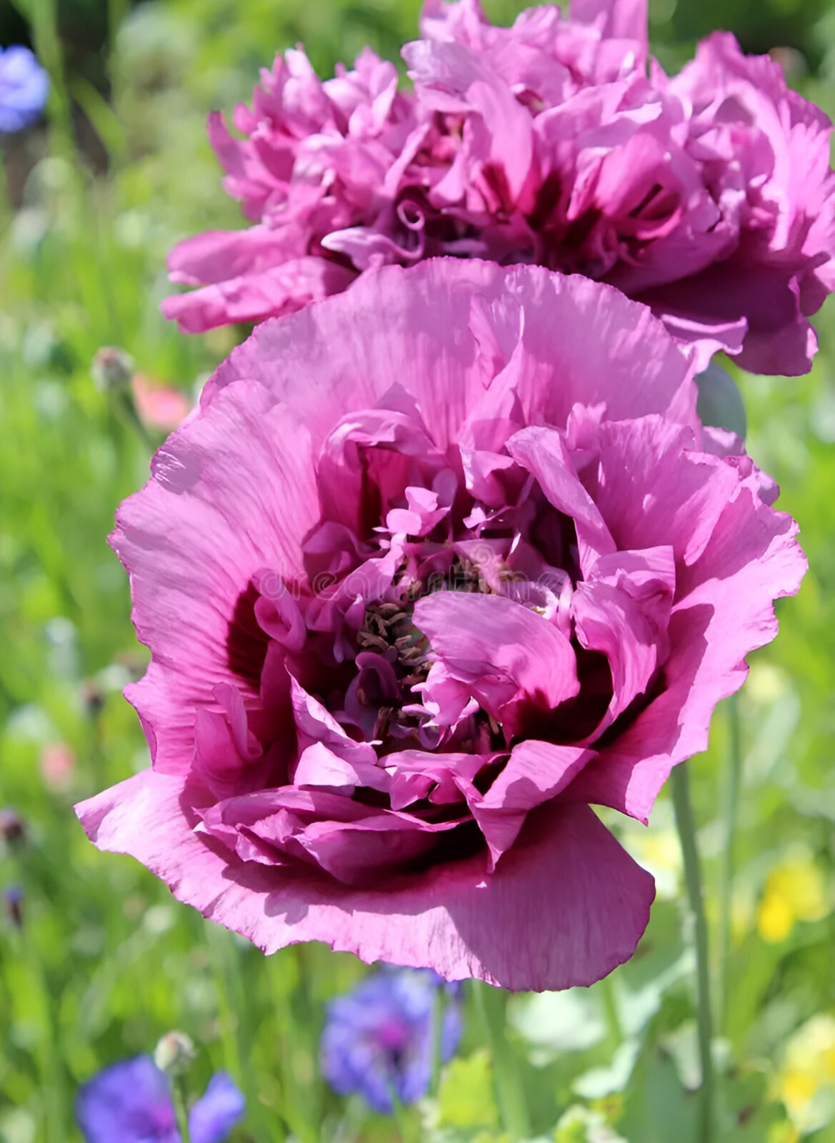 1,000 Violetta Blush Poppy Seeds – P.Somniferum – Giant Purple Heirloom Blooms