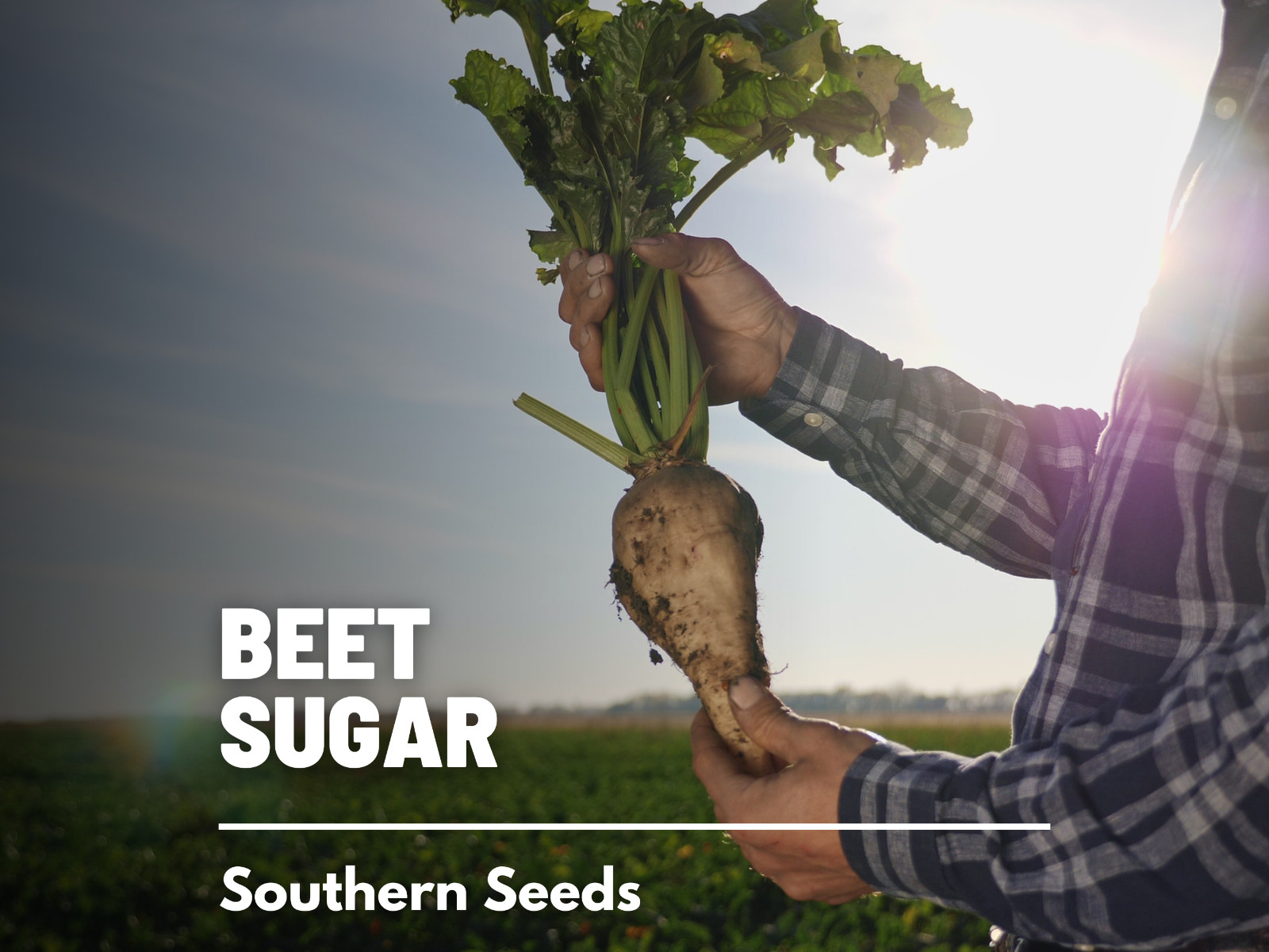 Beet, Sugar – 50 Seeds, Heirloom Vegetable (Beta vulgaris)