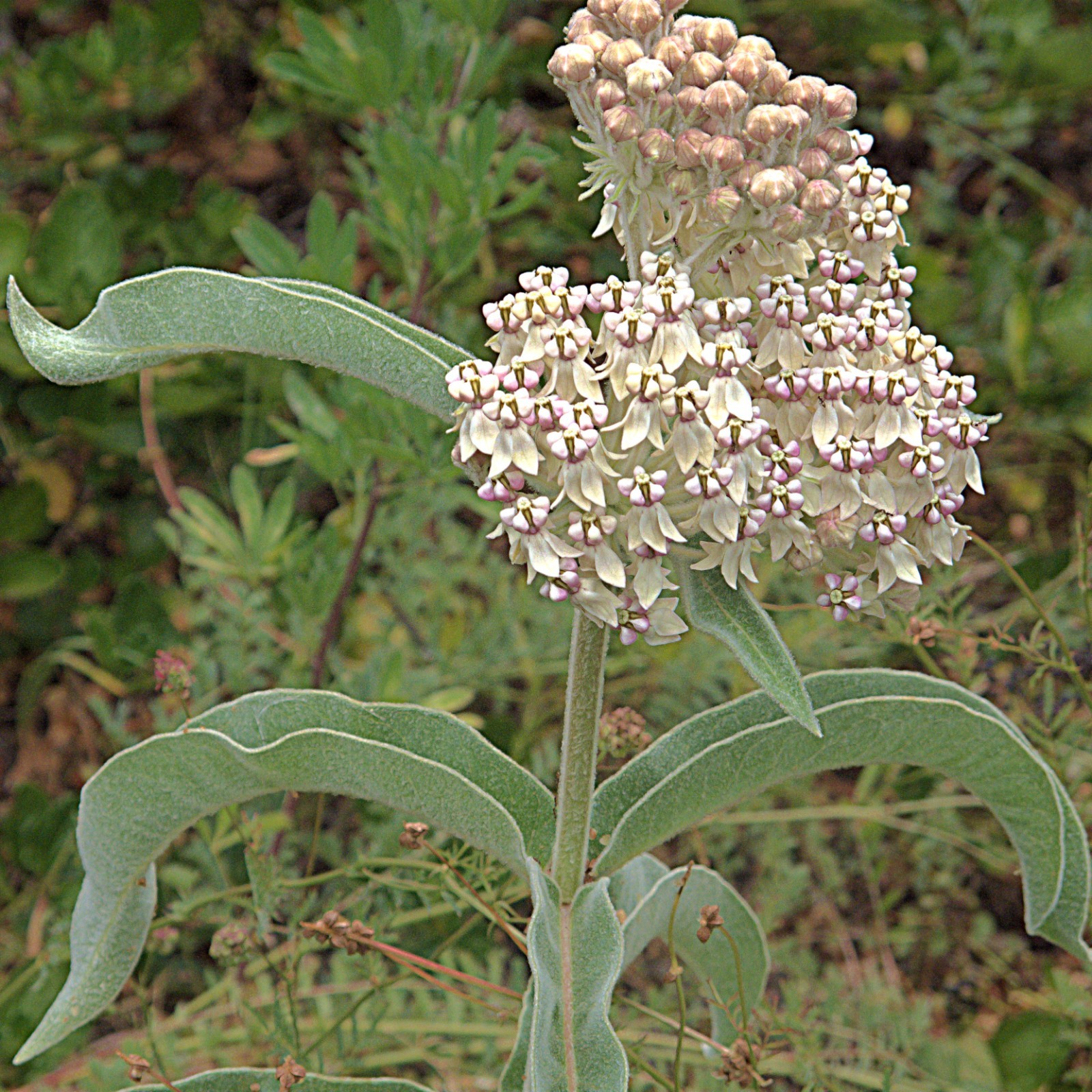 Kotolo Milkweed Seeds California Native Seeds Asclepias eriocarpa 50 Seeds