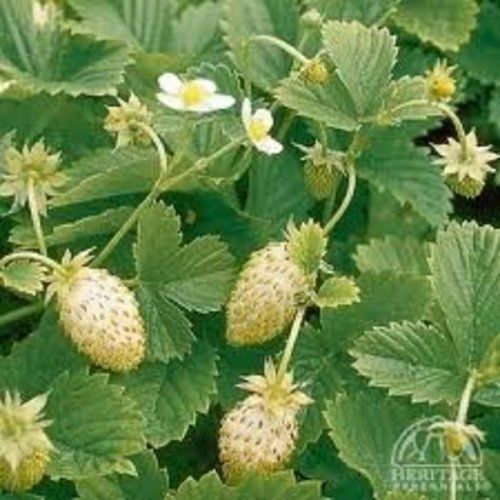 Strawberry Alpine Yellow Wonder Heirloom Vegetable By Seed Kingdom 40 Seeds