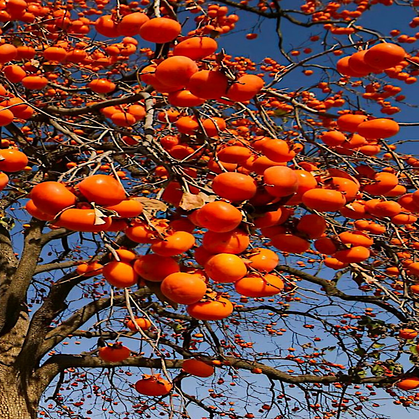 PERSIMMON TREE SEEDS Diospyros Virginiana SUGAR PLUM Fruit Plant COLD HARDY 4-9
