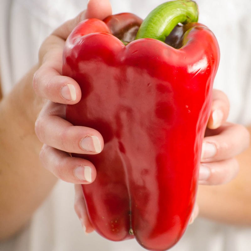 300 Seed Ultimate Heirloom Bell Pepper Combo Pack – NonGMO Super Sweet Peppers!!