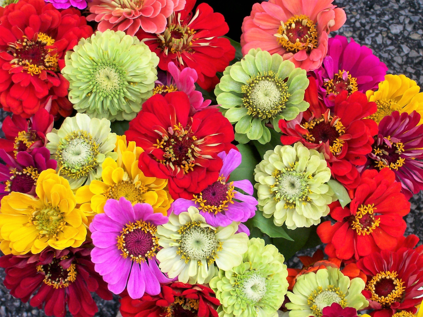 250 Mixed Colors ZINNIA ELEGANS Red Pink White Purple + Flower Seeds *Flat S/H