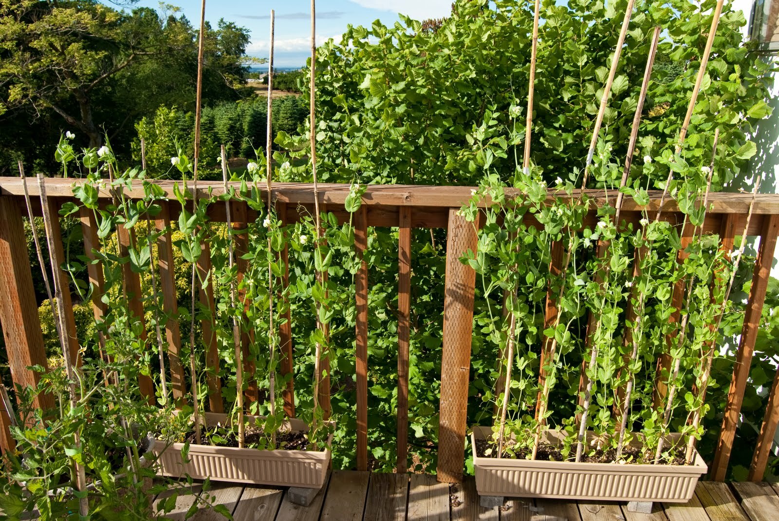 Peas – Sugar Snap – Sugar Ann, Pisum sativum