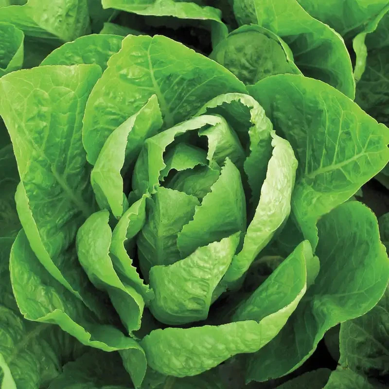 Jericho Romaine Lettuce Seeds, NON-GMO, Free Shipping!