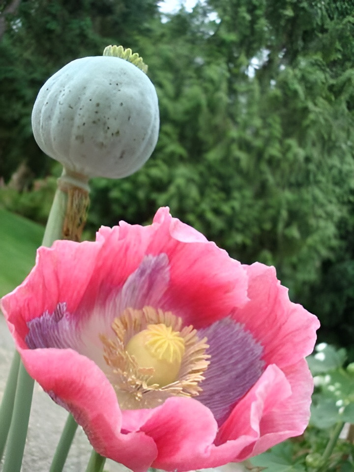 1,000 The Giant – Giganteum P. Somniferum Poppy Seeds -HUGE Pink&Purple Blooms!