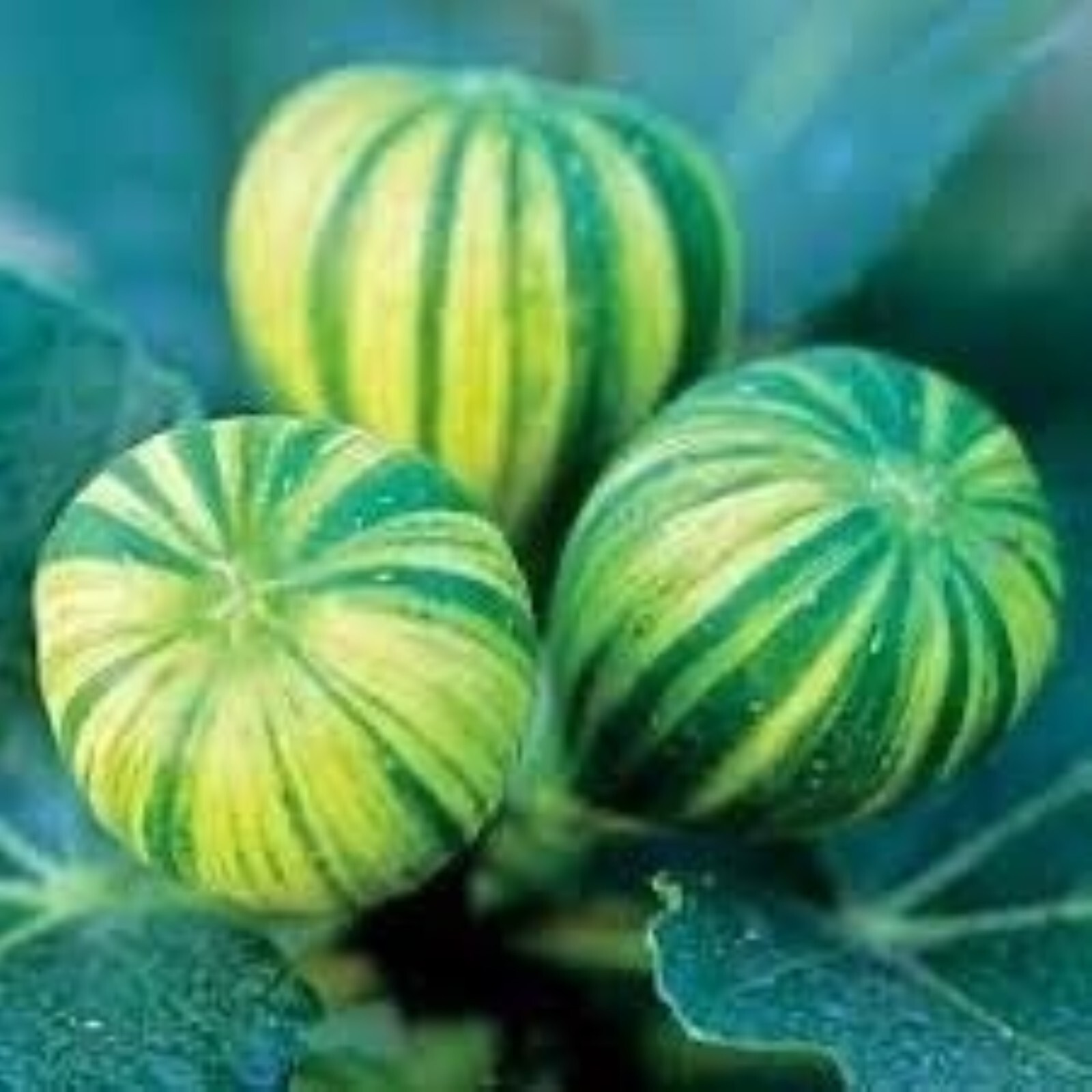 1 liter container Panache Tiger Fig Plant – Ficus carica variegated Sweet