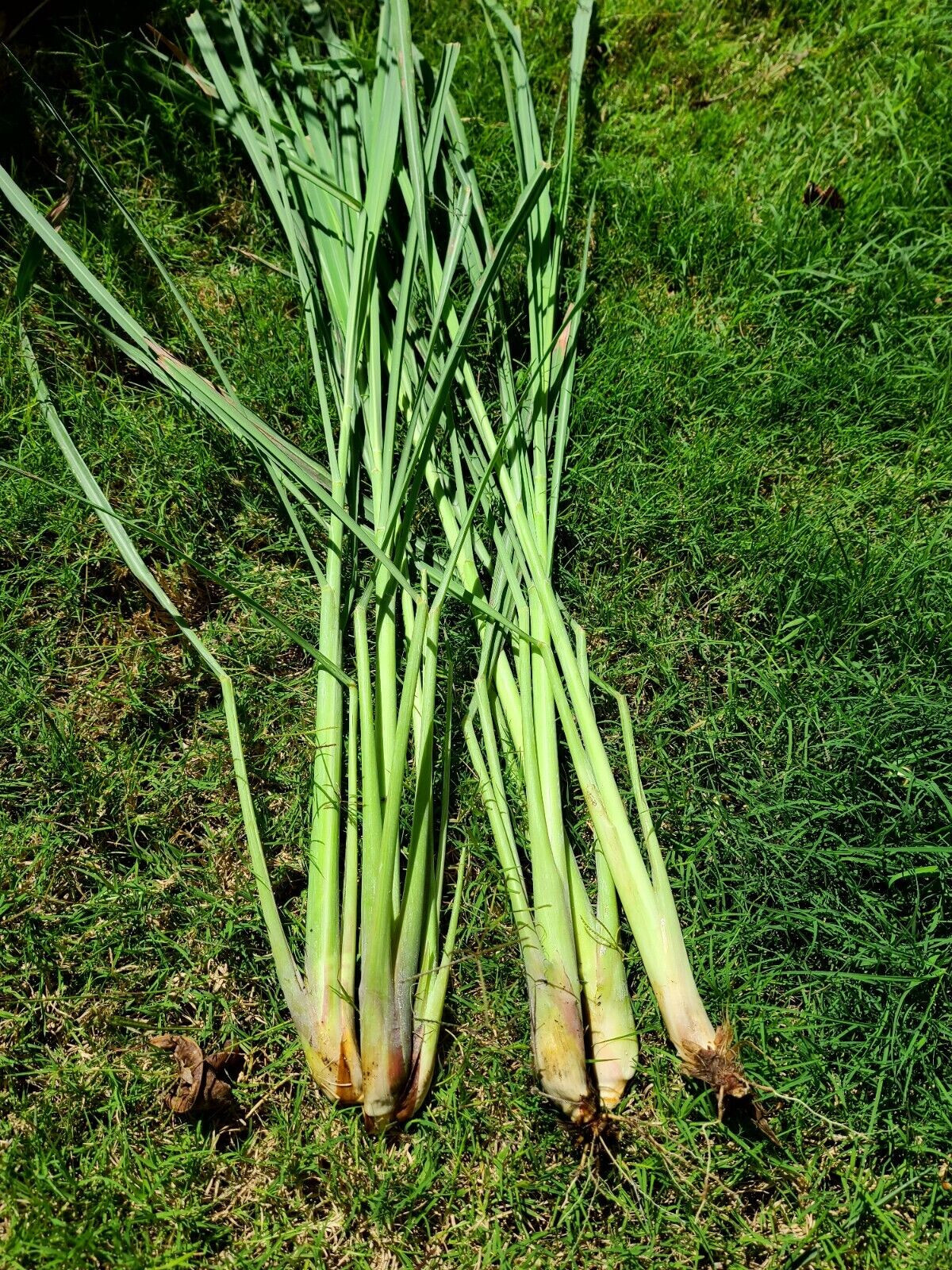 Lemongrass Plants (ตะไคร้), (sả), – 10 Inches Long, Rooted and Ready to Plant