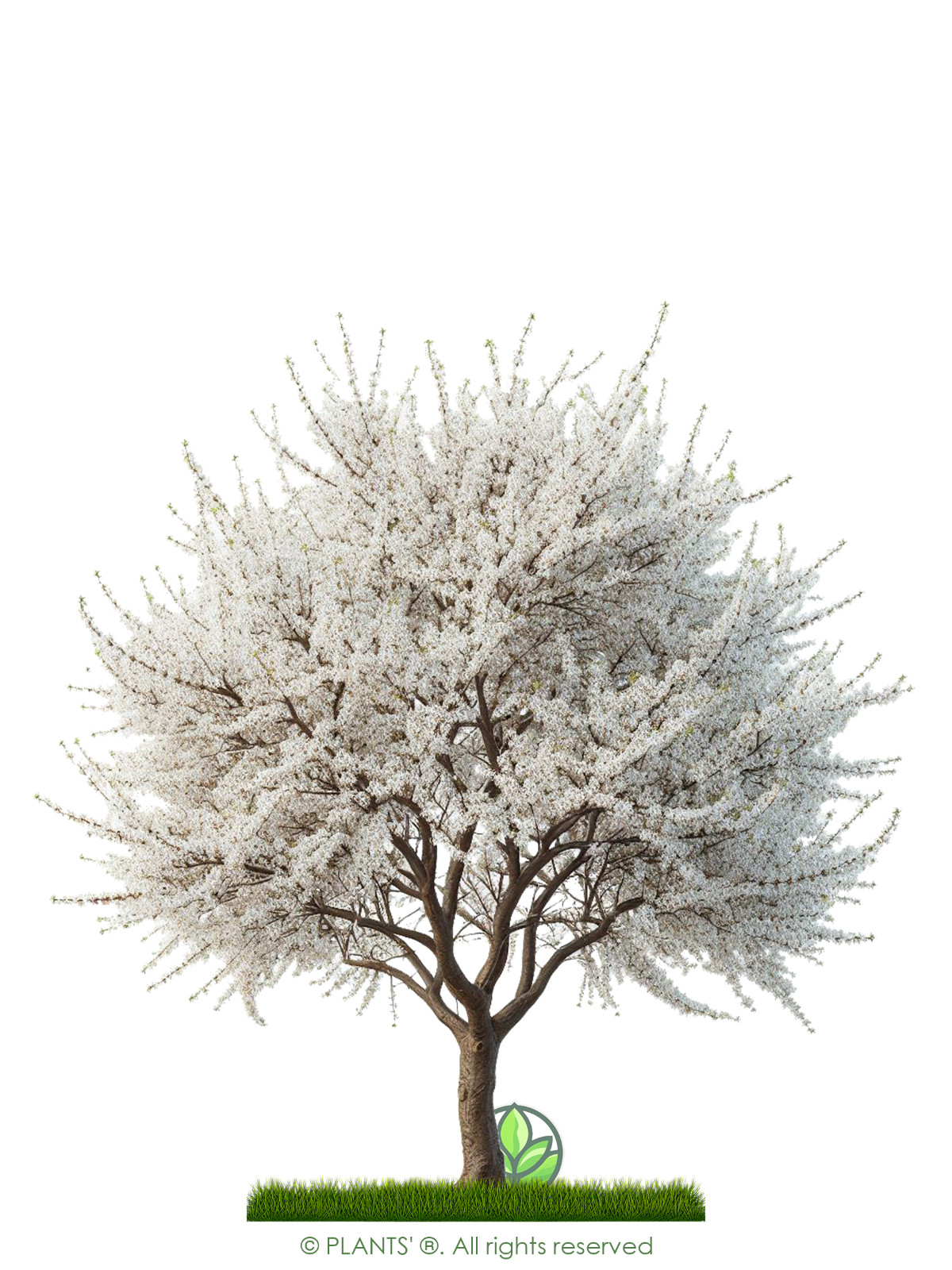 St. Lucie Cherry Tree | Premium Seeds | Prunus mahaleb ‘Spring’ | Plants’®