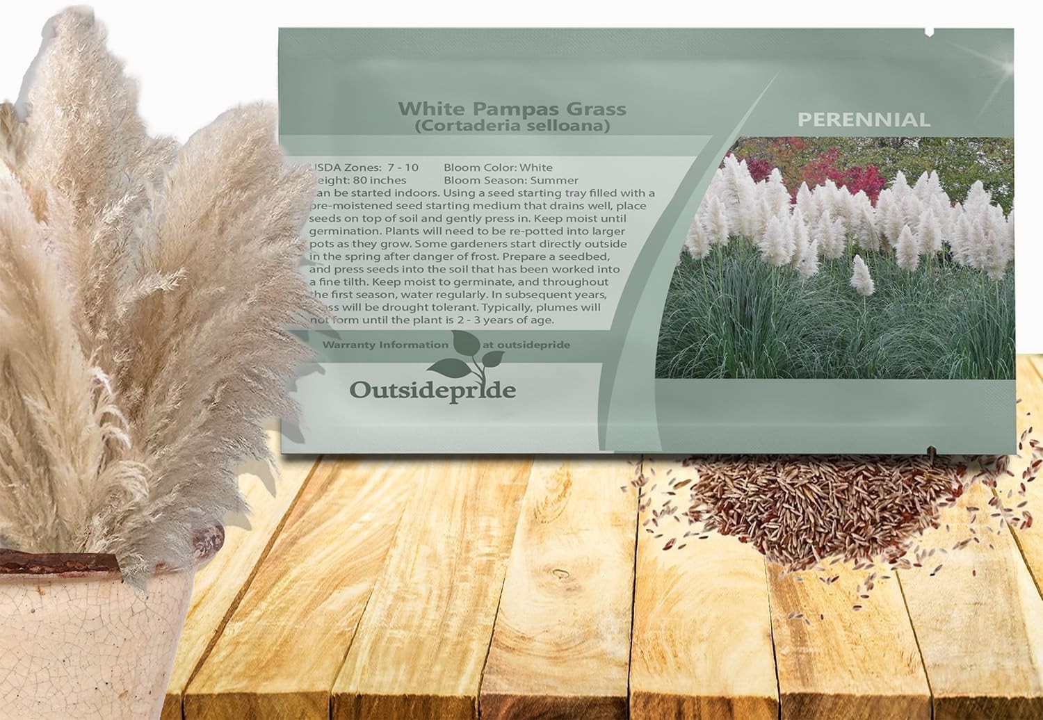 White Pampas Grass Seeds – 1,000 Pcs. Perennial, Drought-Tolerant Ornamental …