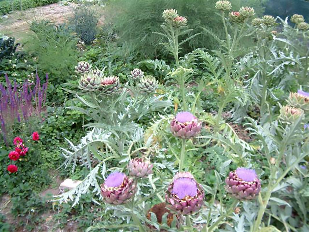 Globe Artichoke, Cynara scolymus, Seeds