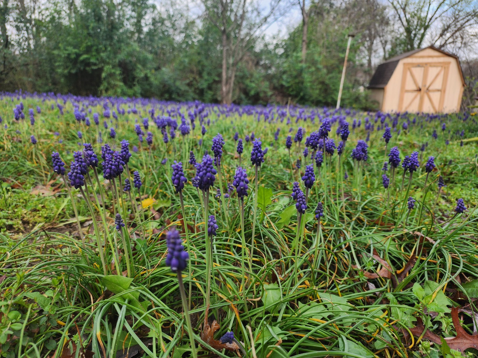 Grape Hyacinth (Muscari) Bulbs (Sprouting Clump)