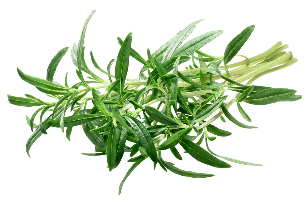 500+ SUMMER SAVORY SEEDS (Satureja hortensis)- Culinary & Medicinal Herb #45