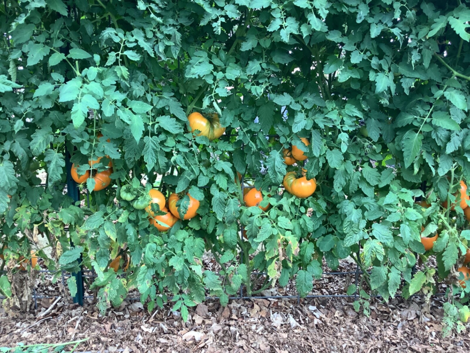 60 Kelloggs Breakfast tomato seeds,organically grown heirloom