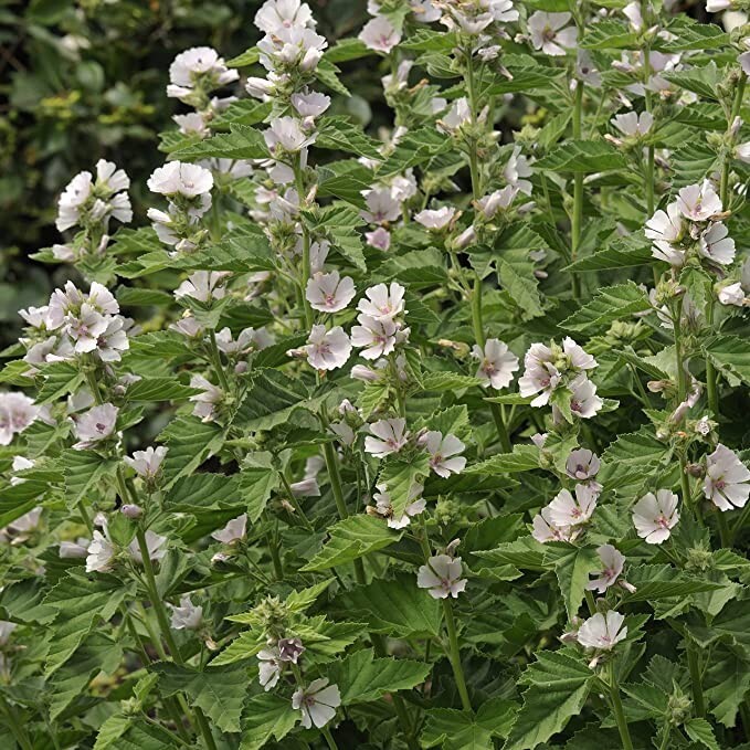 30 seeds| Marshmallow Flower Herb seeds #6002