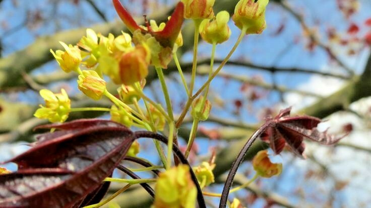 15 SCHWEDLERS NORWAY MAPLE SEEDS – Acer platanoides ‘Schwedleri’ ‘