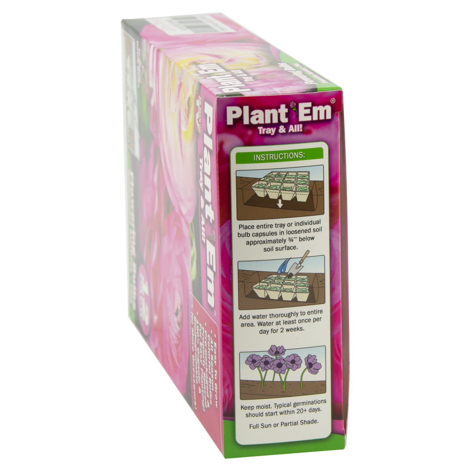Garden Innovations PLANT EM Pink Ranunculus Asiaticus Flowering Bulbs in Tray
