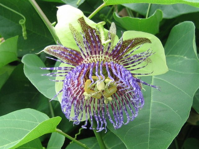 PASSION FLOWER Seeds BULK *Free Shipping* Passiflora maliformis Vine Seeds