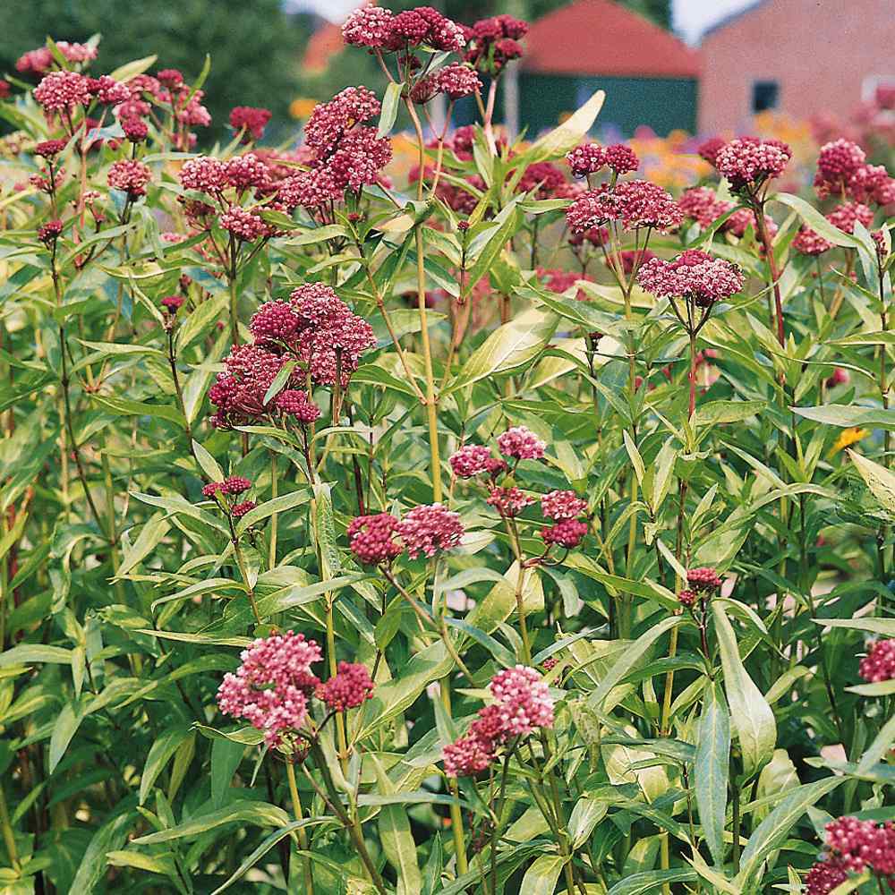 Carmine Rose-Swamp Milkweed 50+ Seeds, Asclepias Incarnata, FOOD FOR BUTTERFLIES
