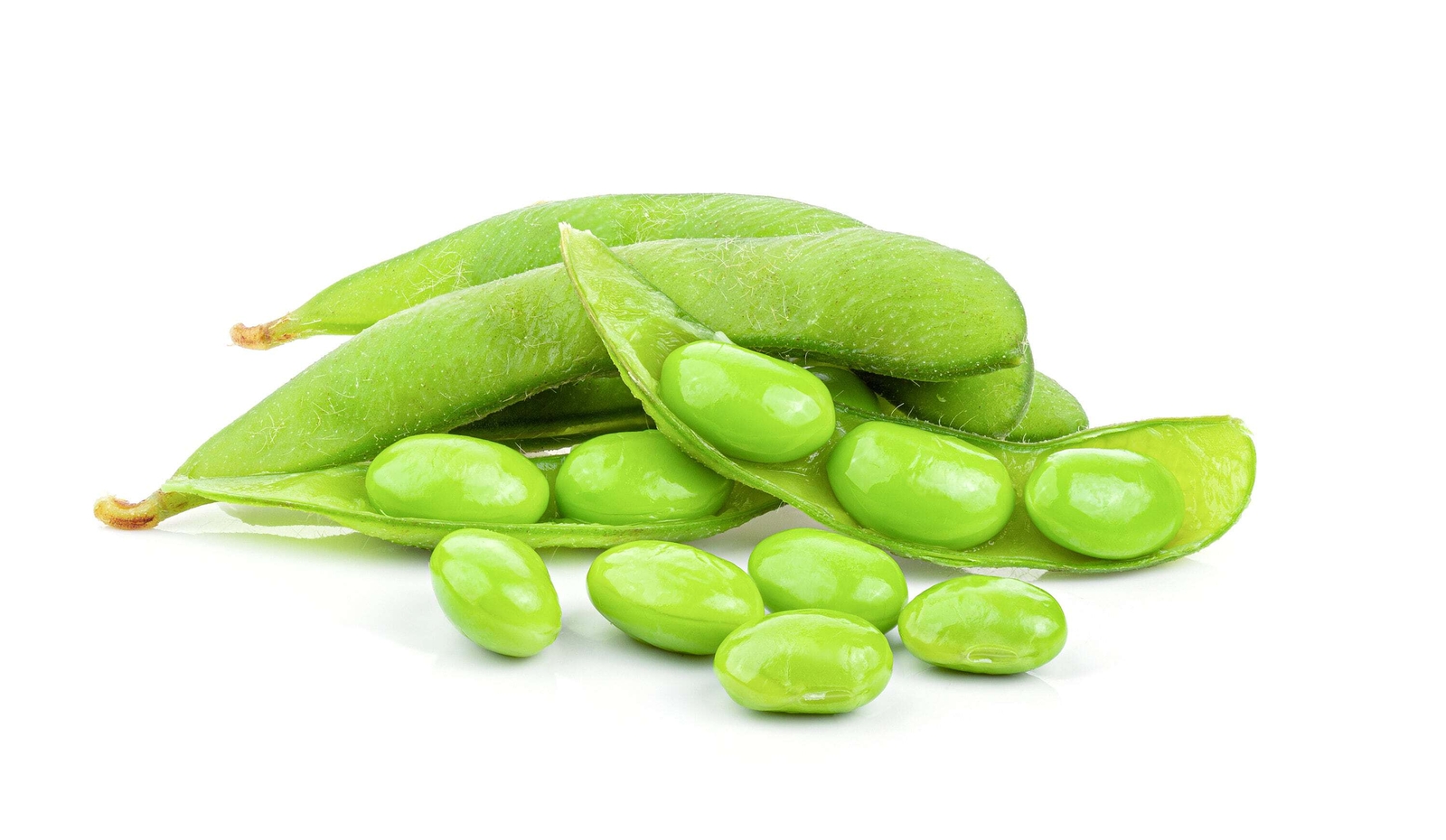 20 Organic MIDORI GIANT SOYBEAN Edamame Glycine Max Green Bean Vegetable Seeds
