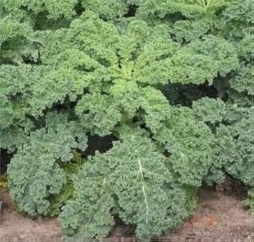 500 Kale Seeds – Dwarf Siberian – Premium Non-GMO, Open Pollinated, US Grown