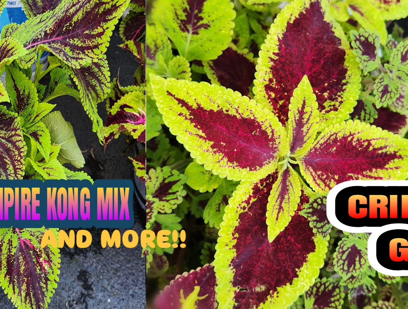 JIM’s CHOICE 8 PACK COLORFUL COLEUS SEEDS FREE SHIPPING