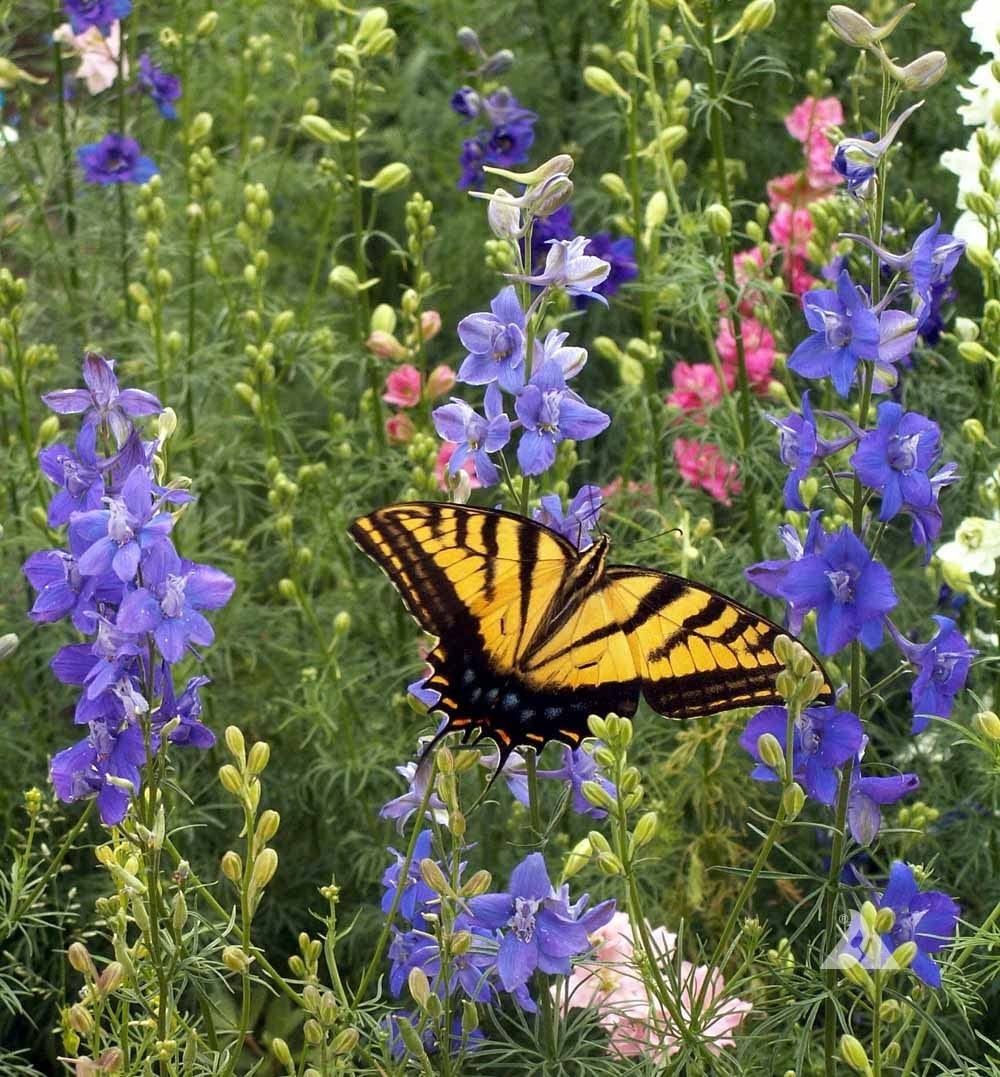 Butterfly Seed Packets Assortment 25pc Wildflower Mix Garden Attract Pollinators