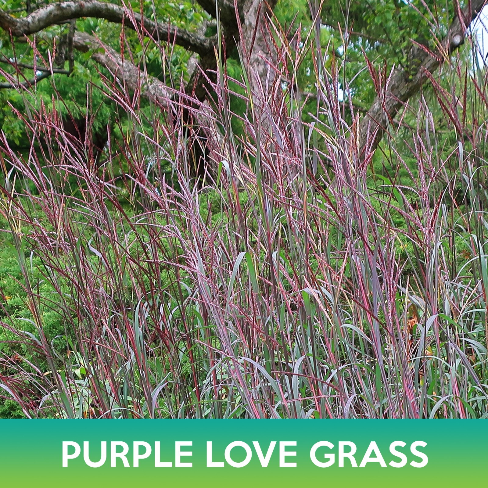 Purple Love Grass Seeds, Eragrostis spectabilis