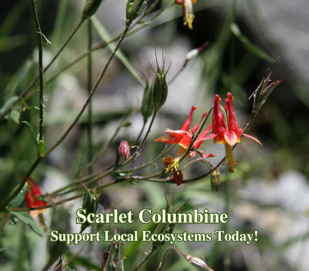 Western Columbine California Native Seeds Aquilegia Formosa Pollinator Seed For